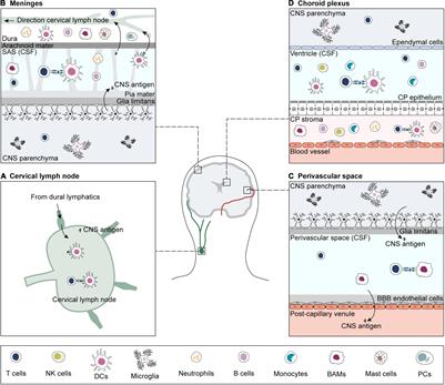 Specificity of Adaptive Immune Responses in Central Nervous System Health, Aging and Diseases